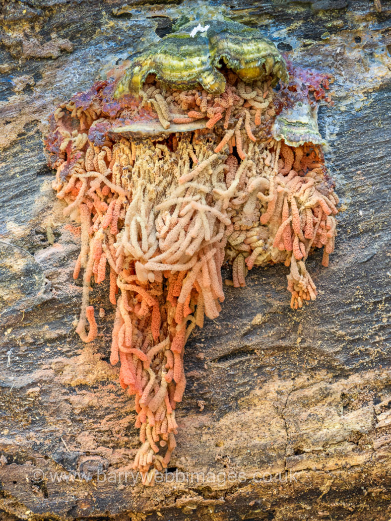 Photo by Barry Webb Arcyria oerstedii by Barry Webb